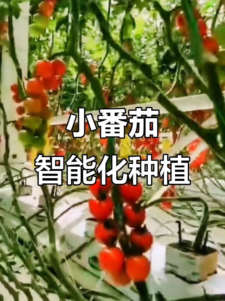 智能温室小番茄无土栽培,工厂化育苗助力高效农业