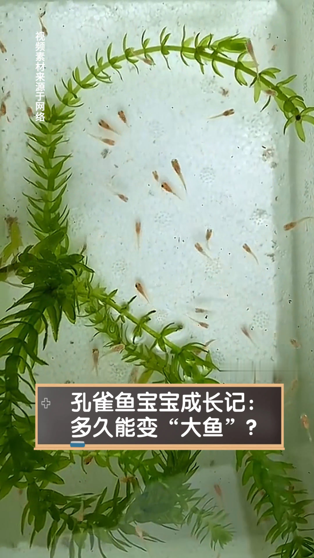 孔雀鱼宝宝成长记:多久能变“大鱼”?