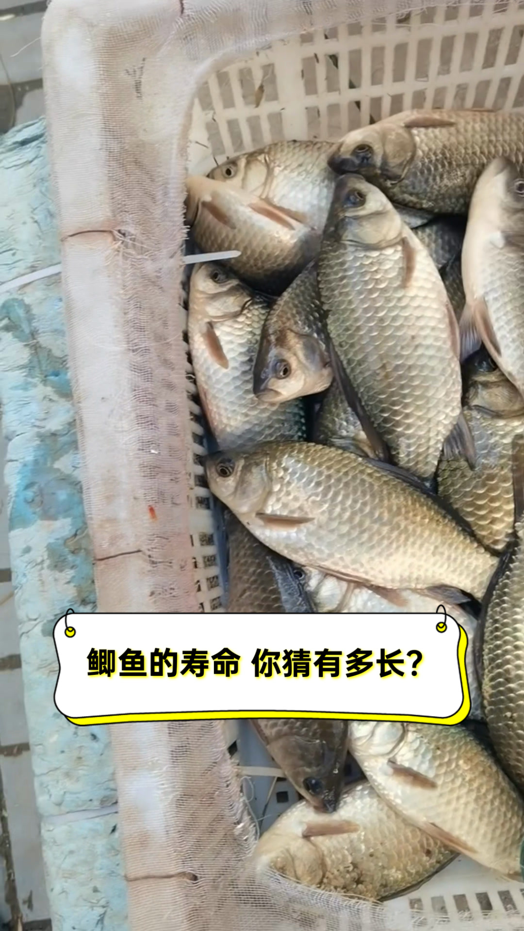 鲫鱼的寿命,你猜有多长?