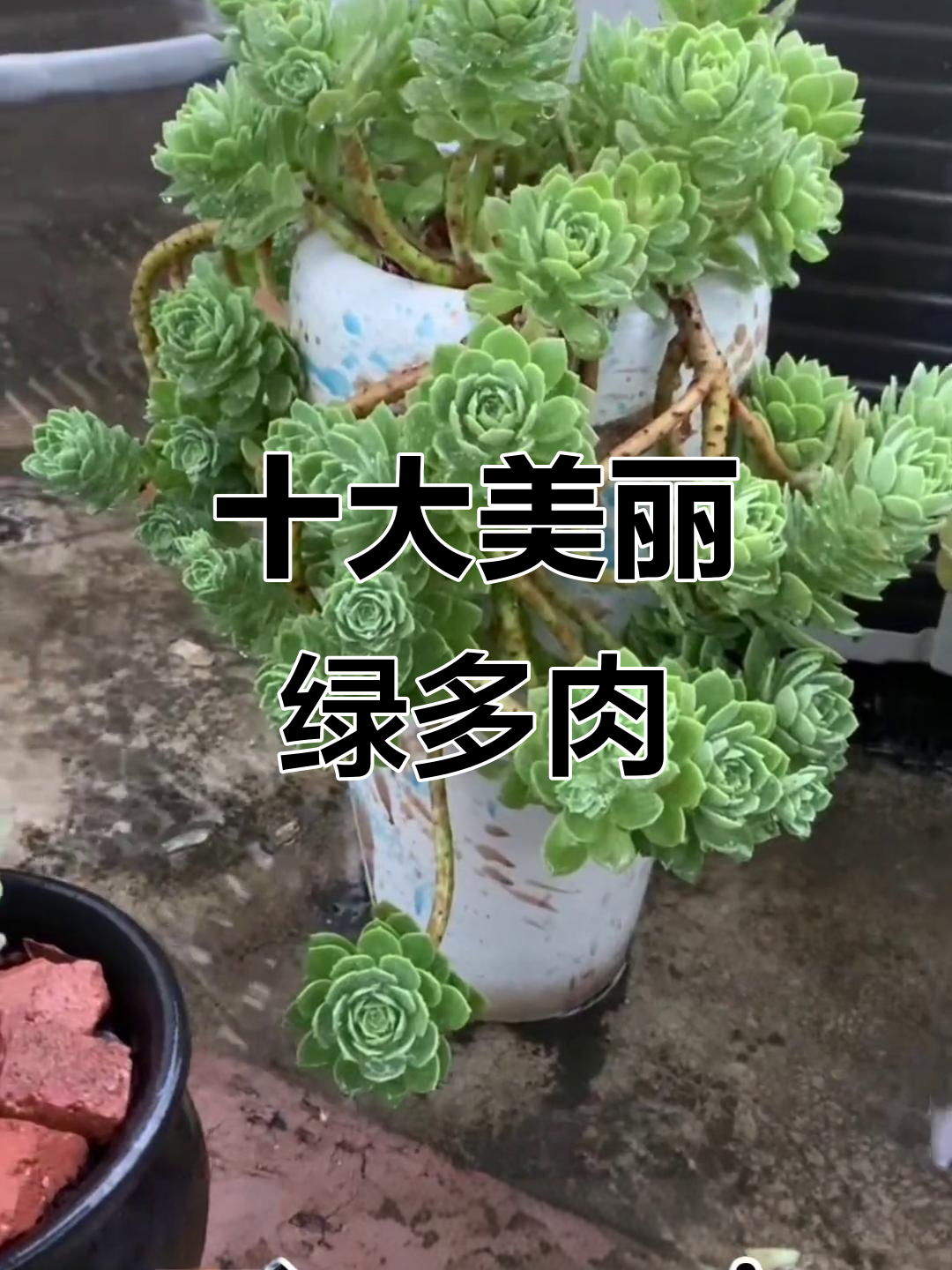 10种超美的绿色多肉植物,看看你最喜欢哪一款?