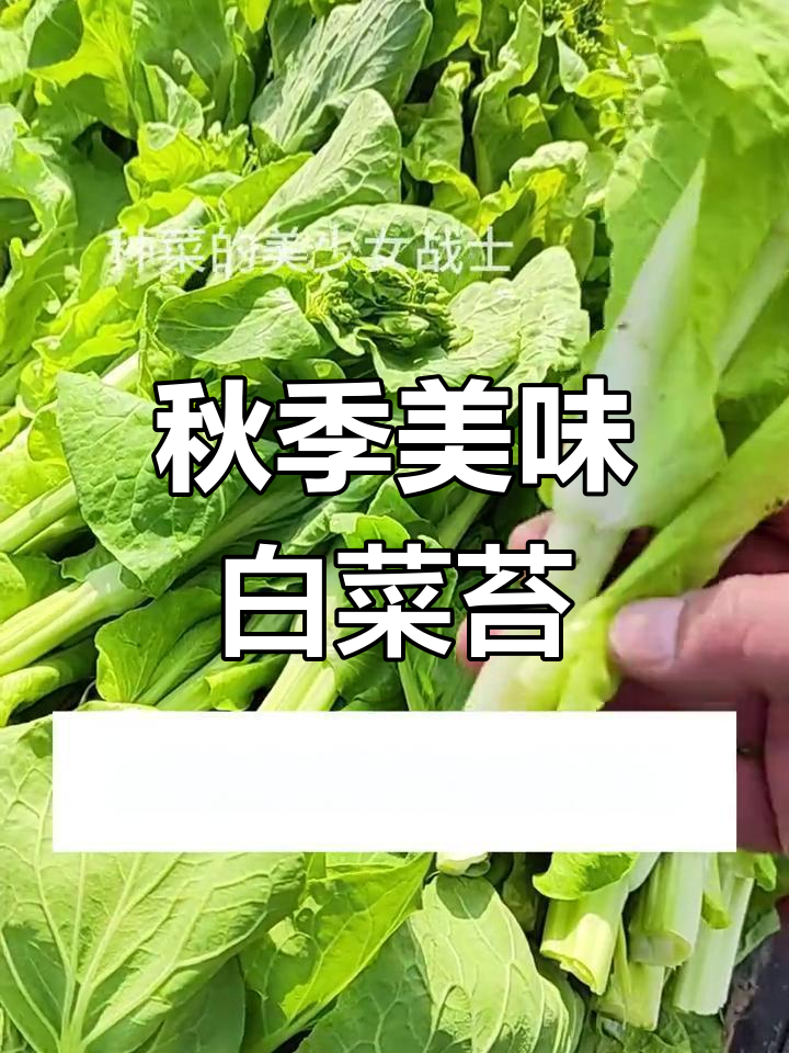 秋天也能吃白菜苔,早熟品种让你尝鲜