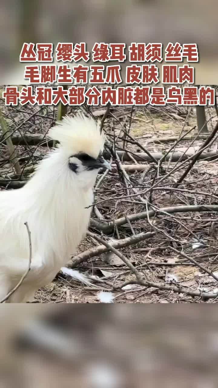 新农人计划2022 云枫教你学养殖 农村创业养殖 种养结合新三农 三农 泰和乌鸡 养殖 抖