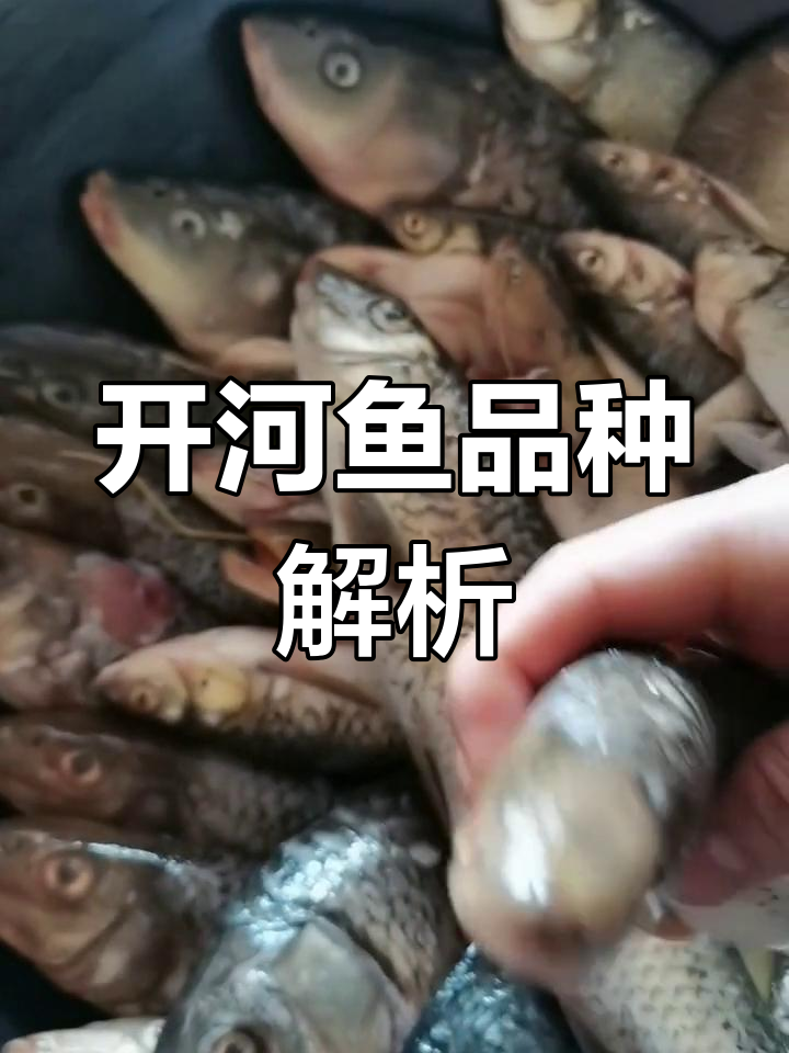 黄河开河鱼种类介绍