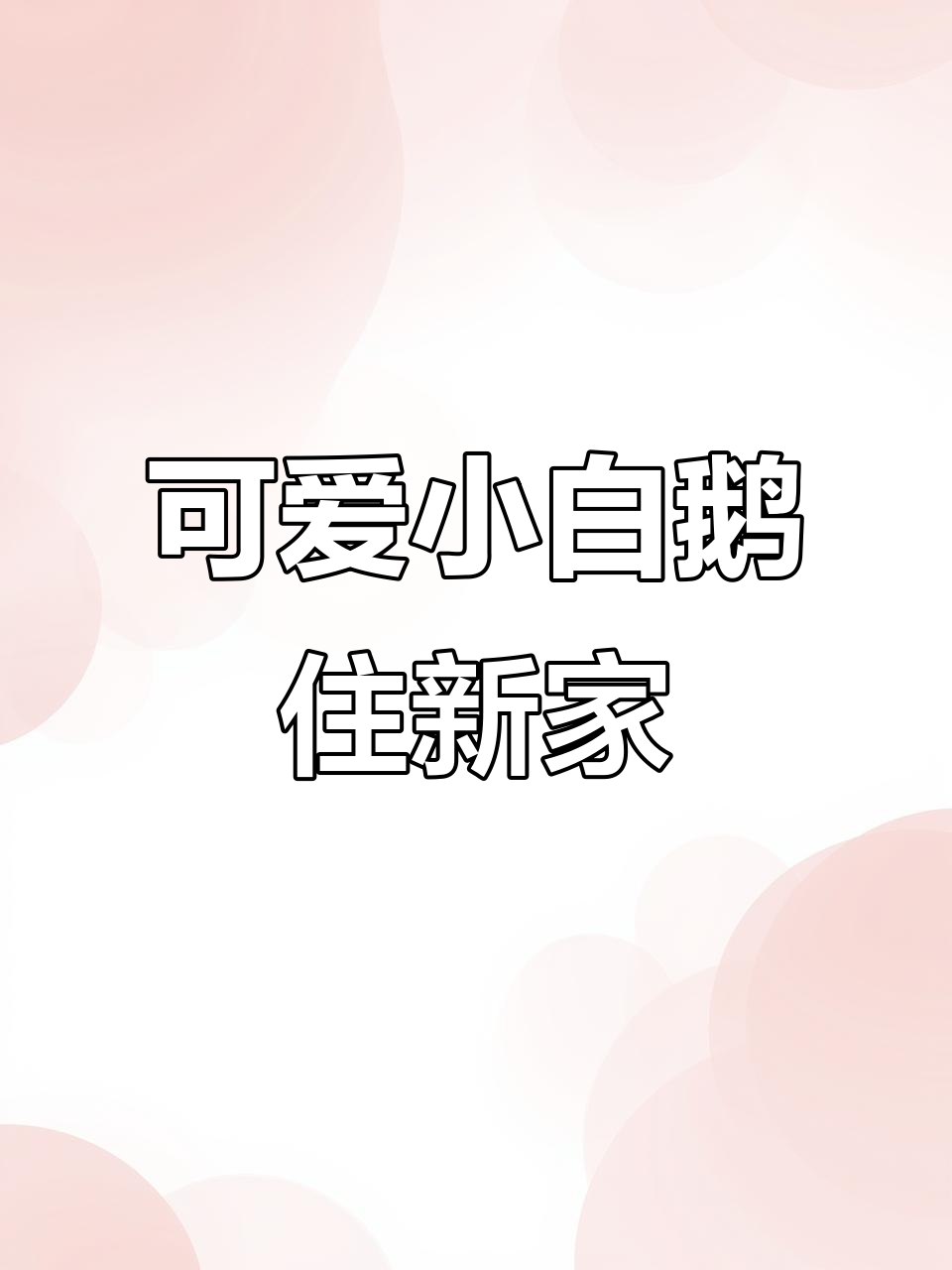 小白鹅与大黑鹅的温馨生活,三只公鹅娶了十个小媳妇