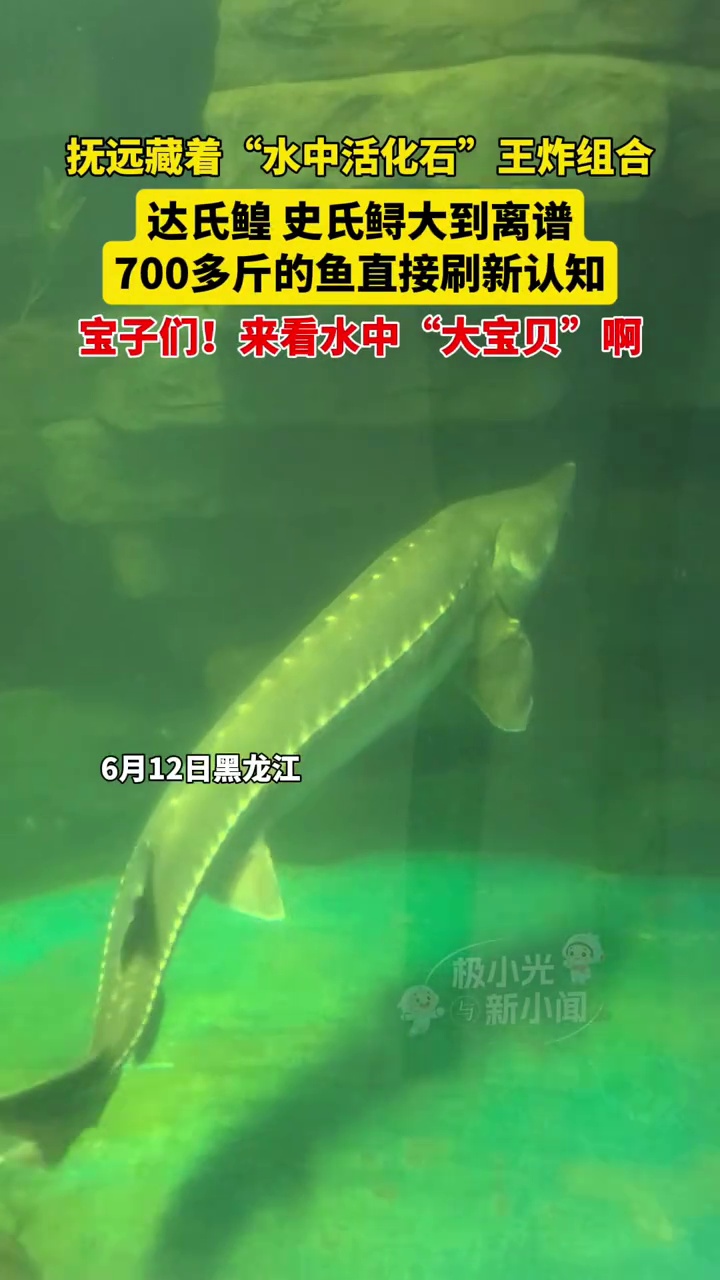 “水中活化石”王炸组合,达氏鳇、史氏鲟大到离谱,700多斤的鱼直接刷新认知