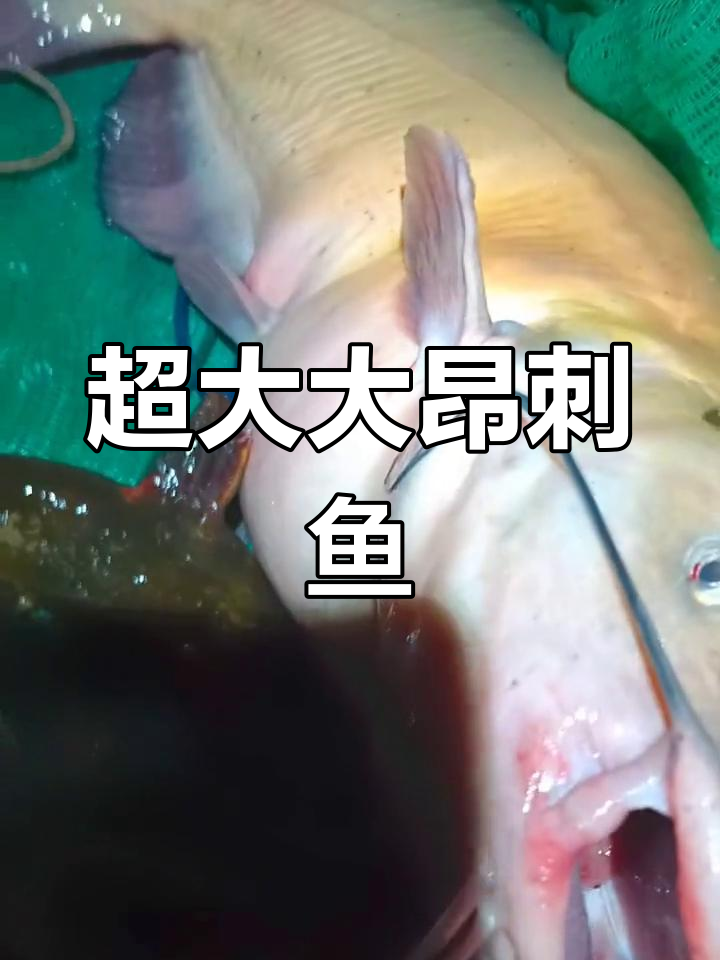 这条昂刺鱼竟然这么大,二十多斤!
