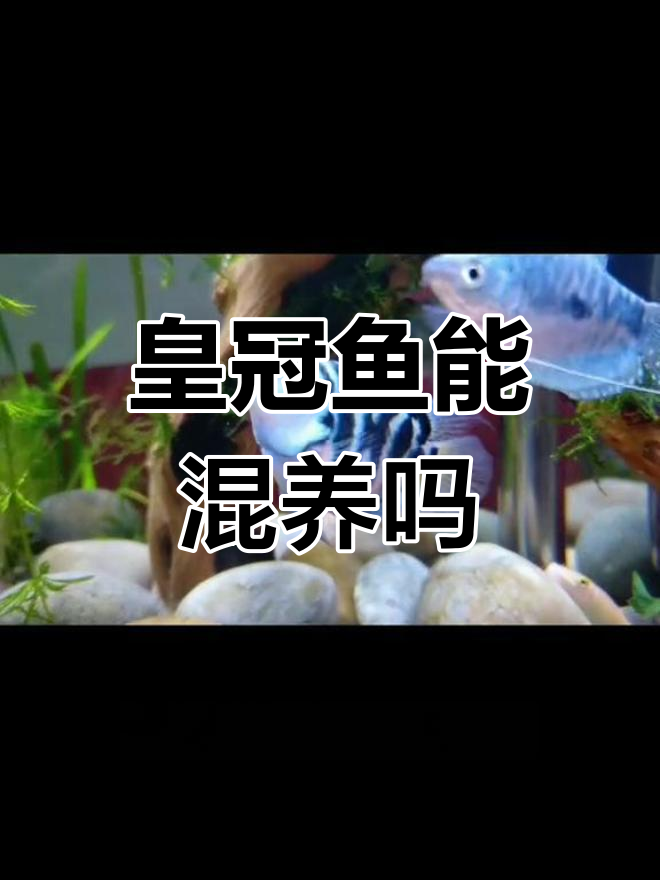 迷你鹦鹉与皇冠鱼混养实验