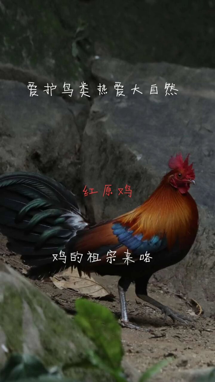 国家二级保护野生动物 红原鸡