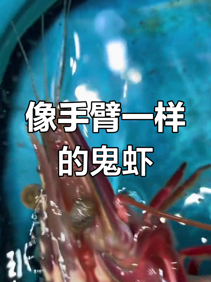 手臂般粗的野生斑节对虾,比龙虾还好吃的美味海鲜