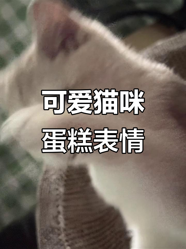 猫咪表情包大放送,蛋糕也能这么萌!