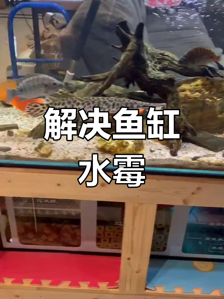 鱼缸水霉问题解决全攻略,升温杀菌让鱼儿健康
