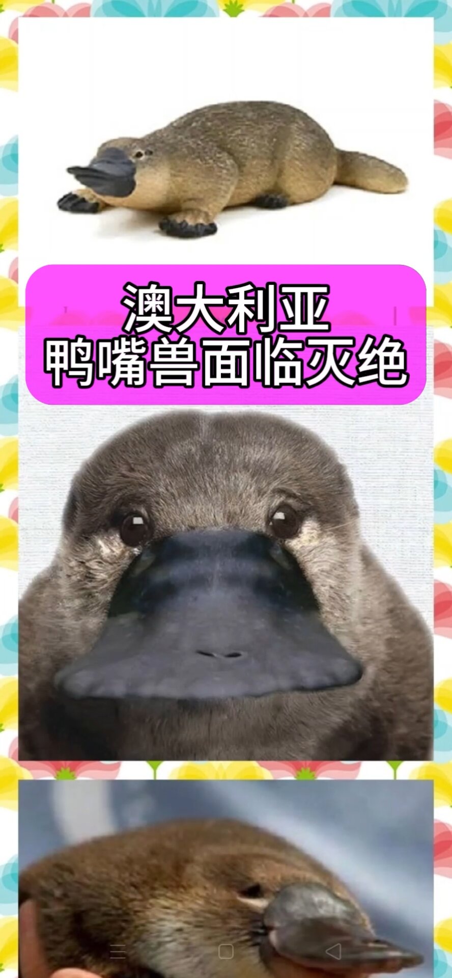澳大利亚鸭嘴兽面临灭绝