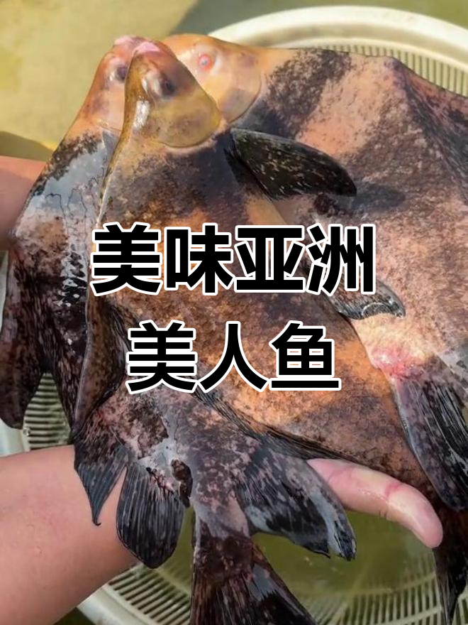 亚洲美人鱼:这种鱼肉质鲜美,生长迅速,适合高密度养殖