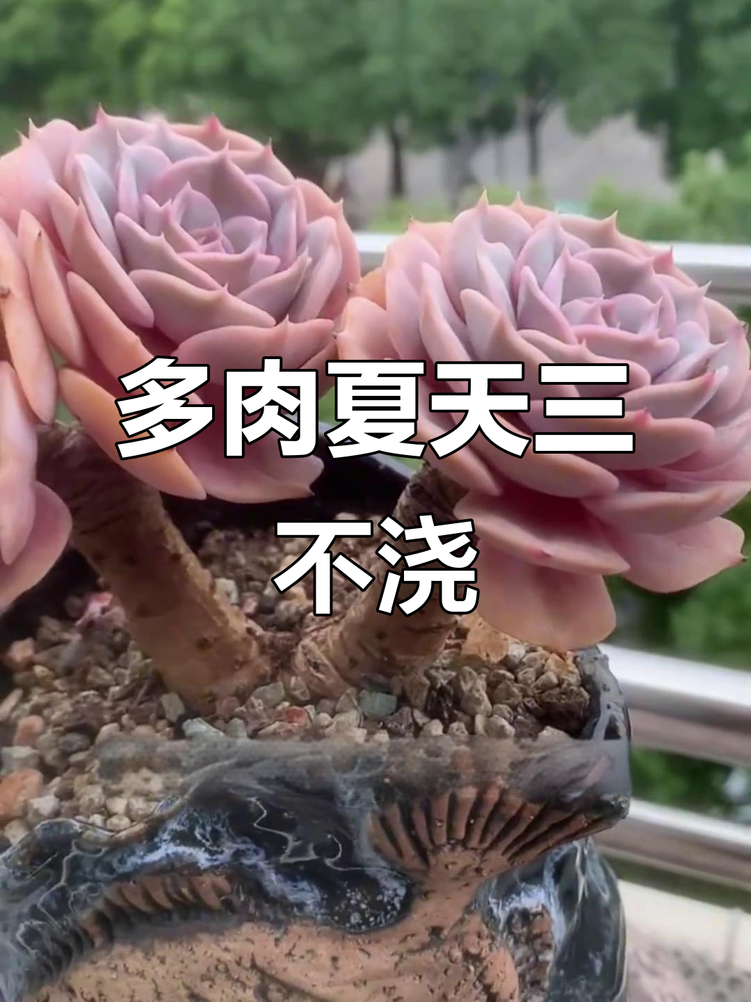 夏季多肉浇水技巧，避免烂根和黑腐