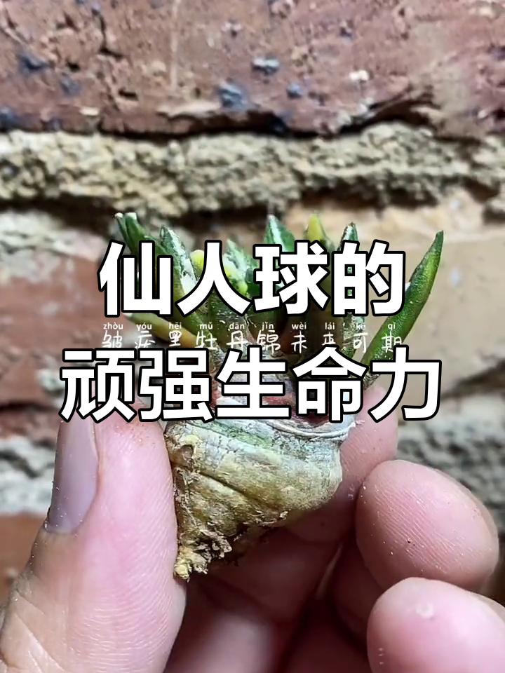 仙人球的生命力:从皱疣黑牡丹锦看多肉植物的魅力