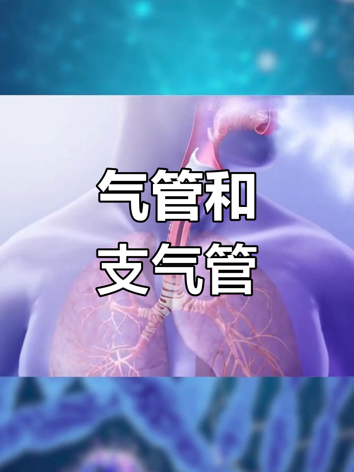 气管与支气管的解剖结构解析