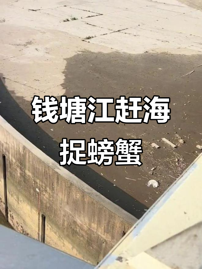 钱塘江赶海抓大闸蟹,意外发现甲鱼乌龟