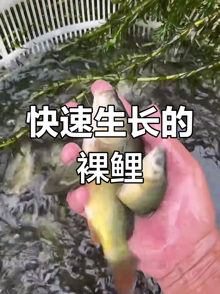 这种鲤鱼吃杂粮,一年能长三五斤,真是生长迅速!