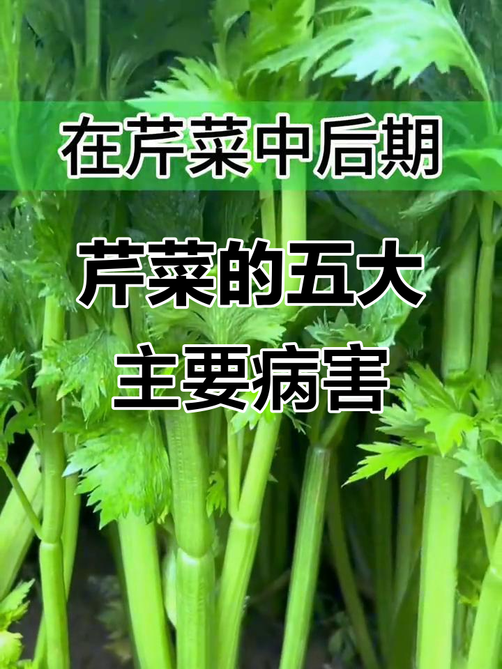 芹菜常见病害及防治方法，猝倒病、软腐病全解析