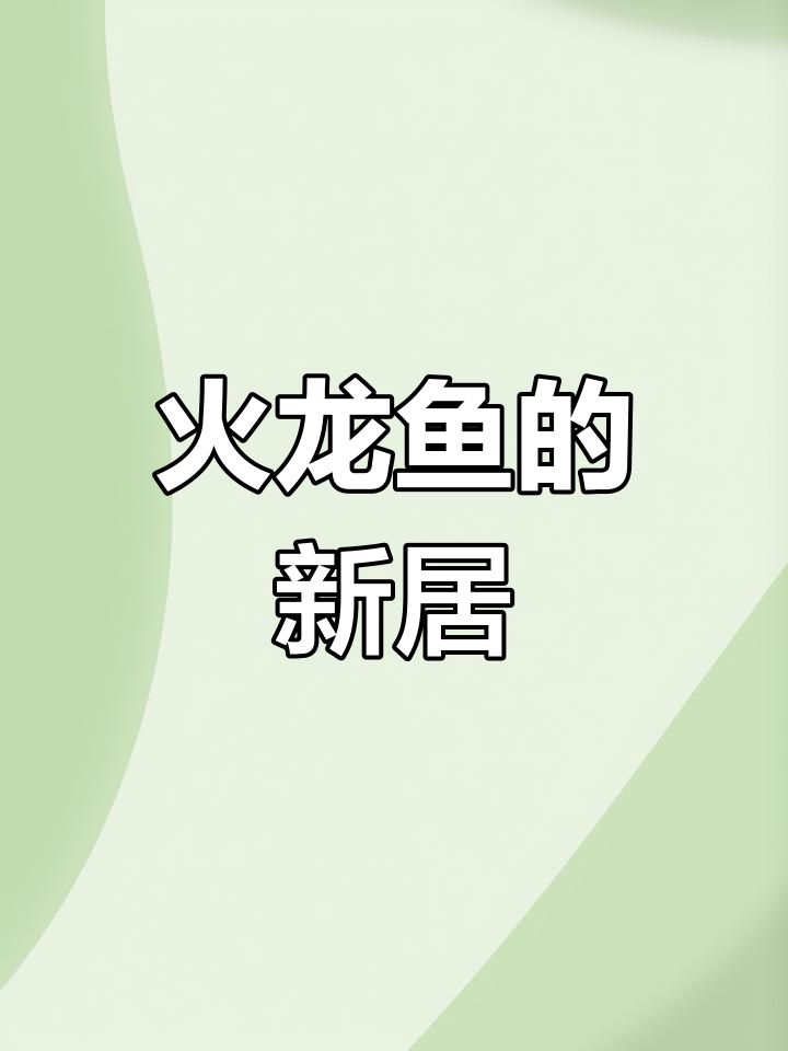 火龙鱼搬家,我们爬山找石头和树枝装饰新家!