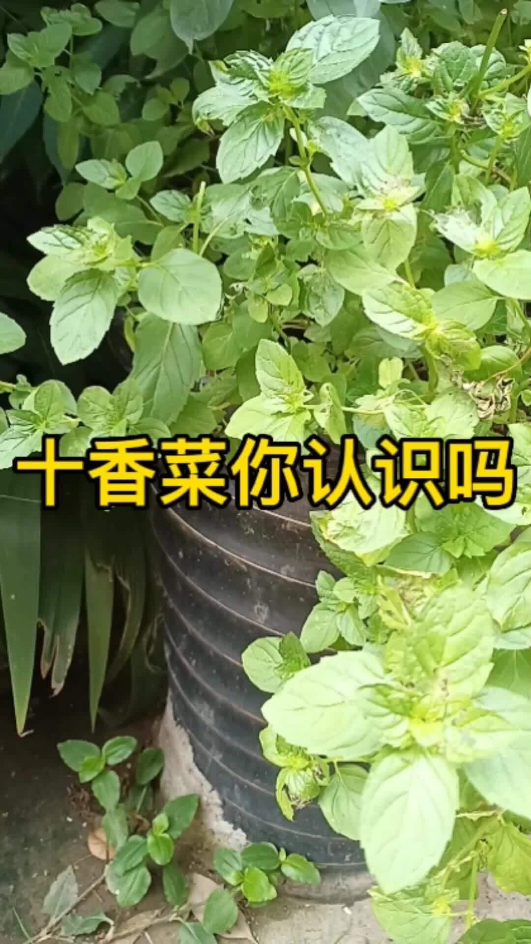 十香菜你认识吗