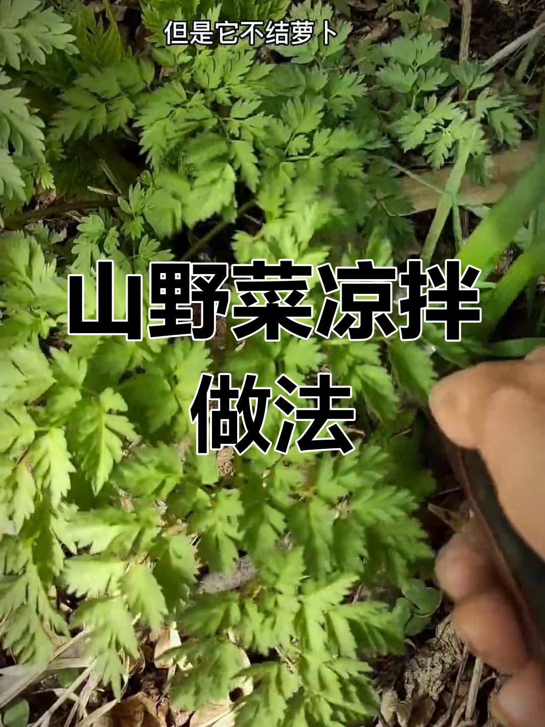 东北山野菜的独特美味
