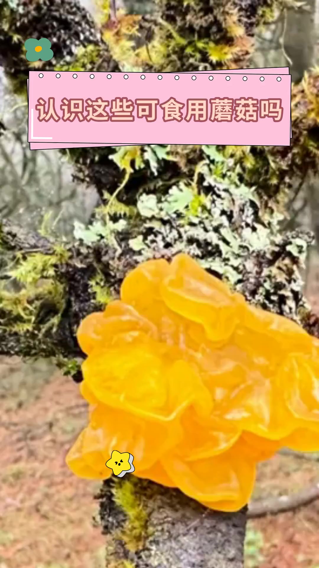 认识这些可食用蘑菇吗