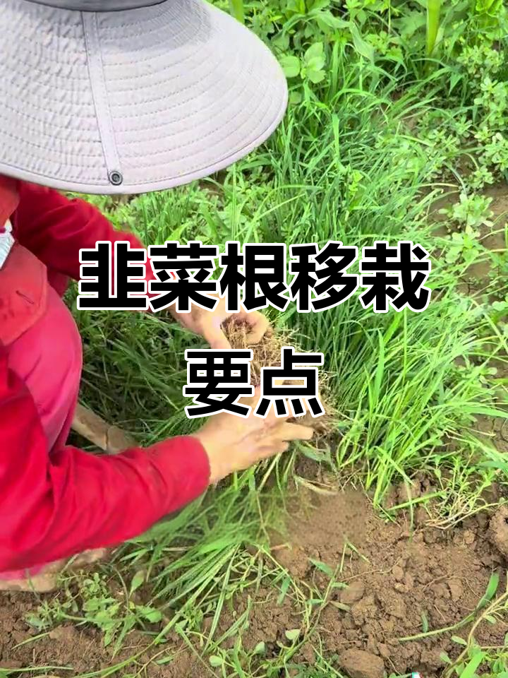 夏季移栽韭菜根，分株技巧大揭秘