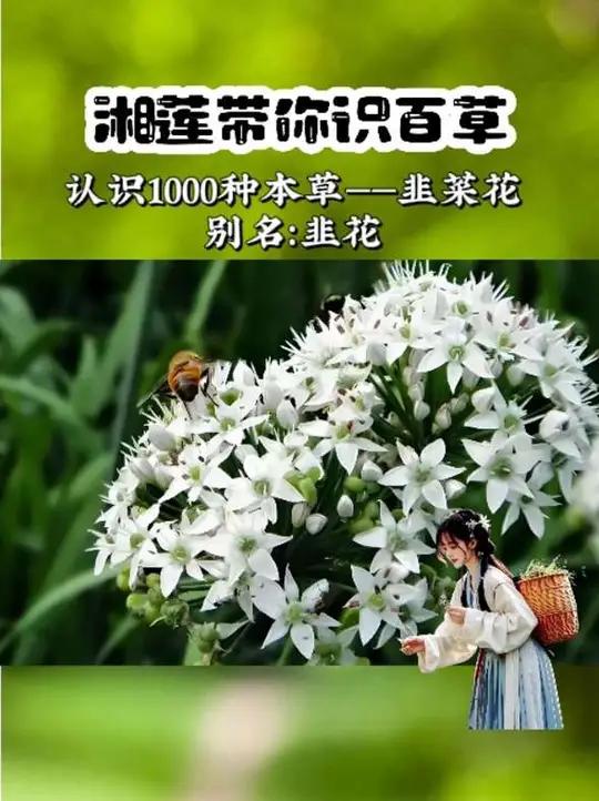 下饭菜,怎能少了这一瓶韭菜花酱呢?韭菜花开了,赶紧去摘吧