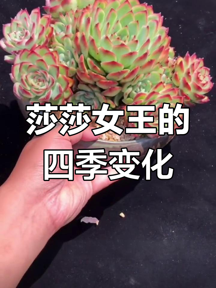 莎莎女王多肉:秋冬季节的美丽变化