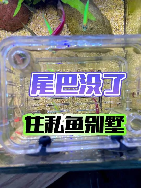 鱼尾巴没了,只要没伤到皮肤,基本一个月内可以复原,最好单独养。或者隔离盒养,营养能跟上恢复