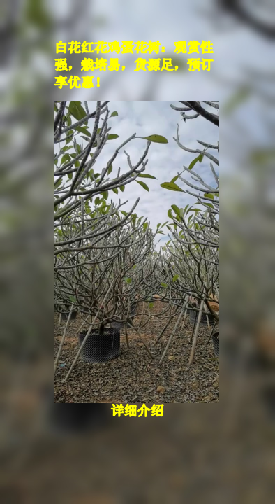 白花红花鸡蛋花树:观赏性强,栽培易,货源足,预订享优惠!