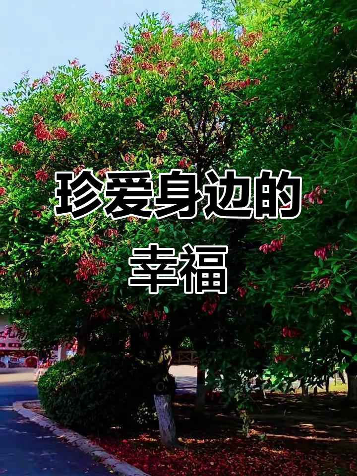 鸡冠刺桐:珍惜身边的人与幸福