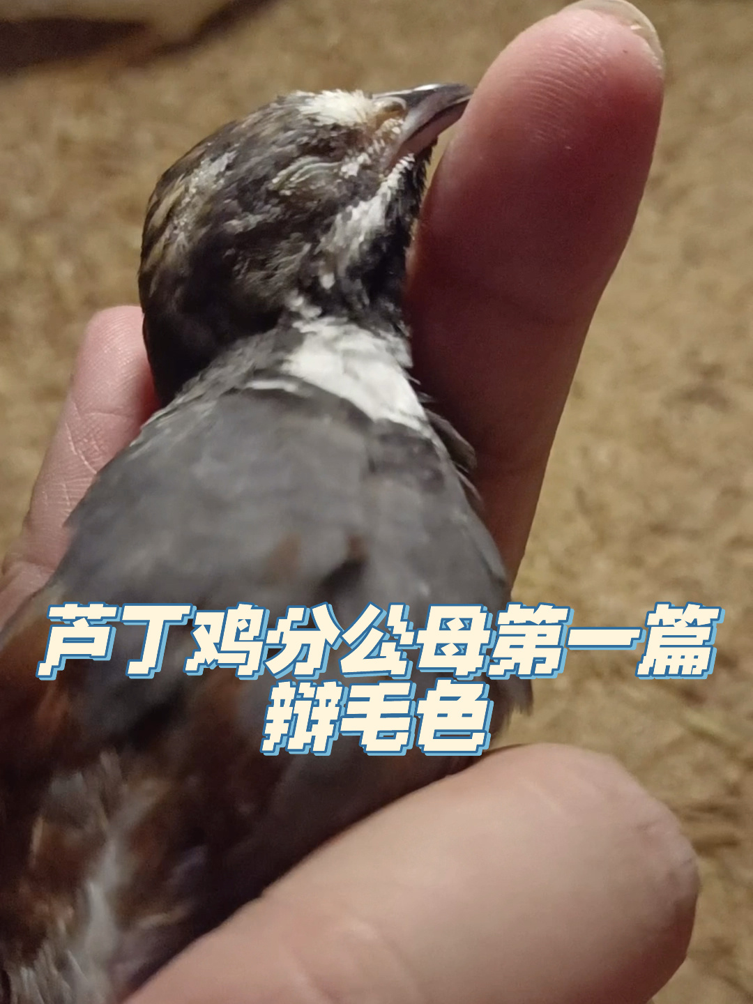 芦丁鸡分公母1-辩毛色