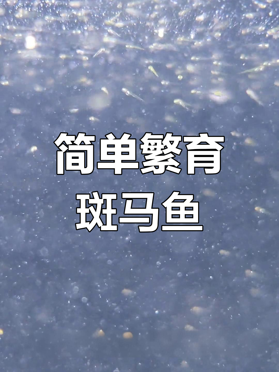 斑马鱼繁殖全攻略,轻松在家进行