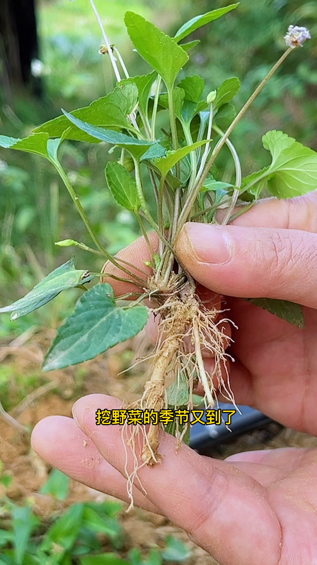 野堇菜又名紫花地丁