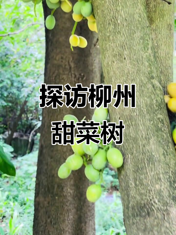柳州市的奇特甜菜树，根花山药揭秘