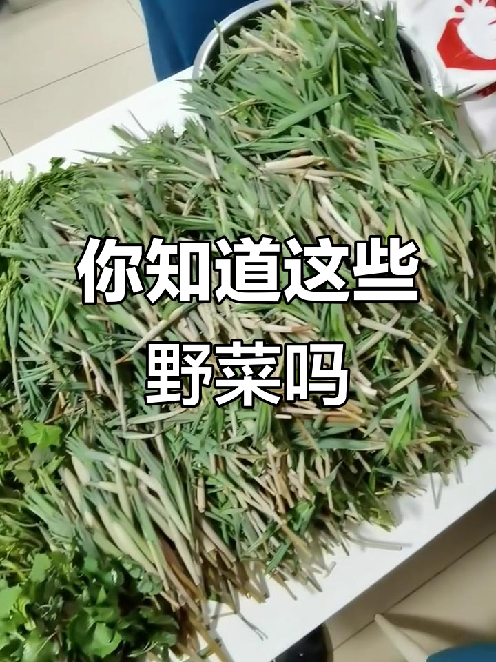 8种常见野菜,你认识几种?笔管菜、猫爪菜都在其中