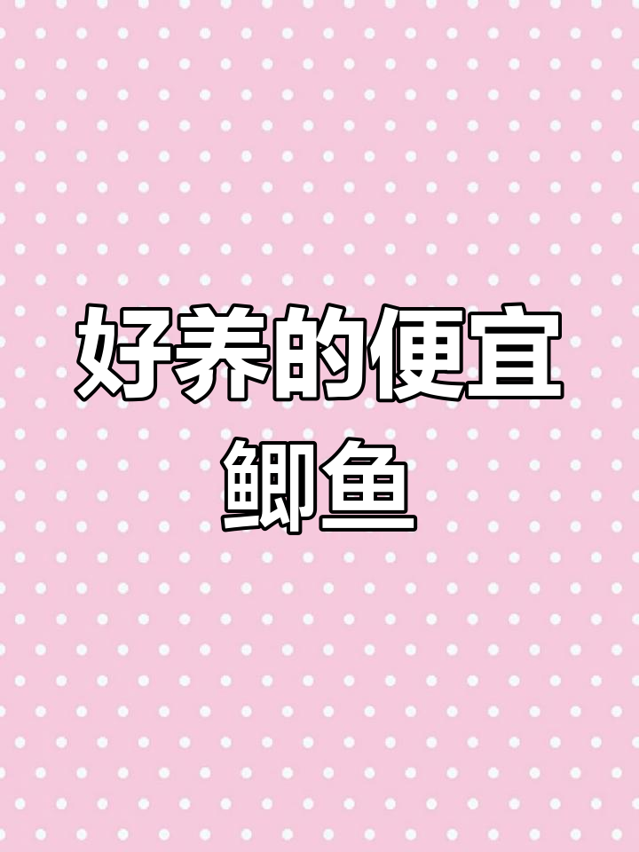 鲫鱼品种大揭秘：这些好养又便宜的观赏鱼，你绝对值得拥有
