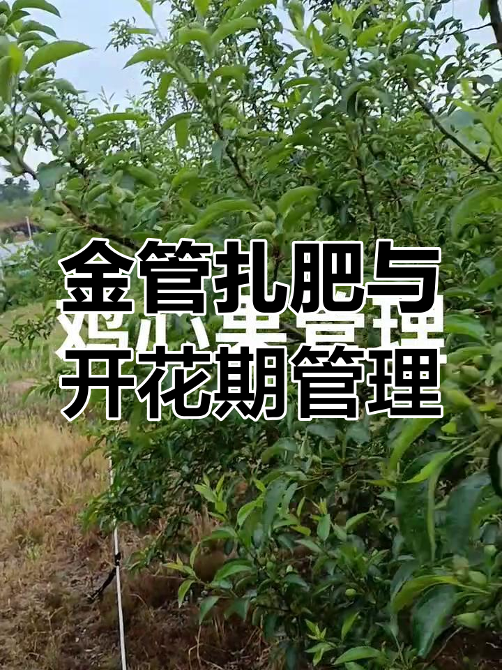 鸡心果盛花期管理技巧,施肥打药要注意