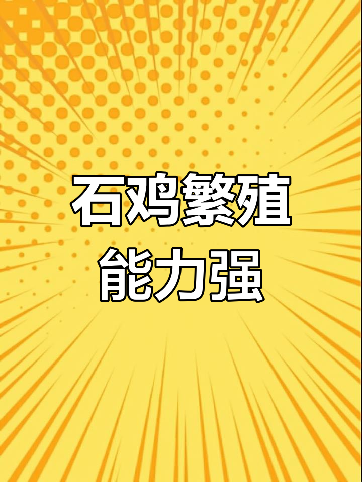 石鸡养殖爆窝,南方北方皆宜