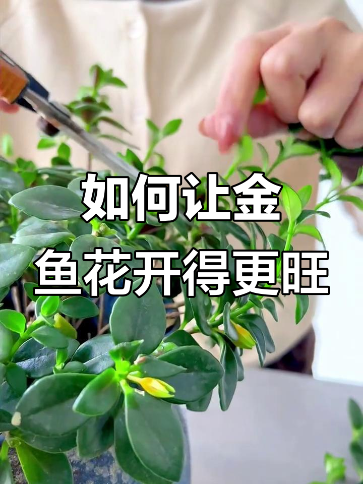 金鱼花修剪技巧大公开,轻松促进二次开花