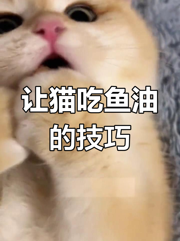 猫咪不吃鱼油?试试这些巧妙方法