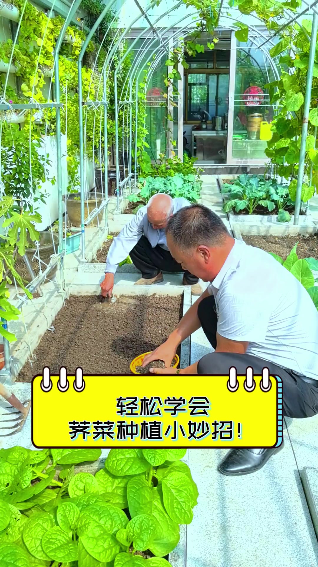 轻松学会,荠菜种植小妙招!