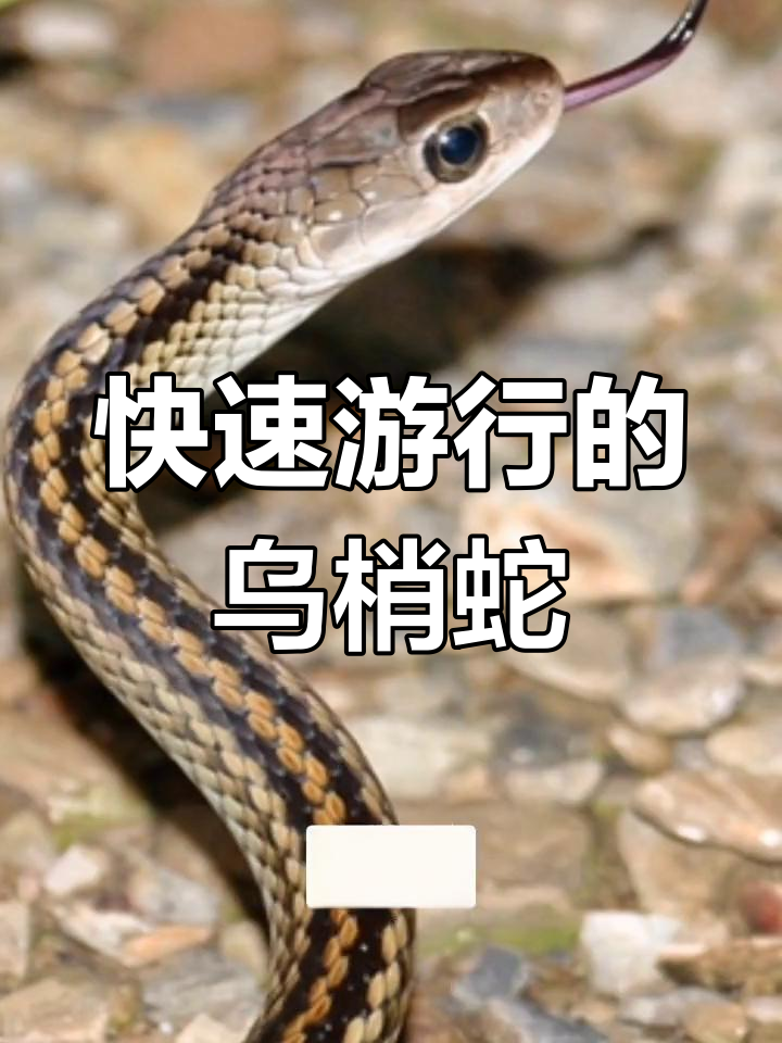 乌梢蛇:大型无毒蛇,速度极快,以蛙、蜥为食