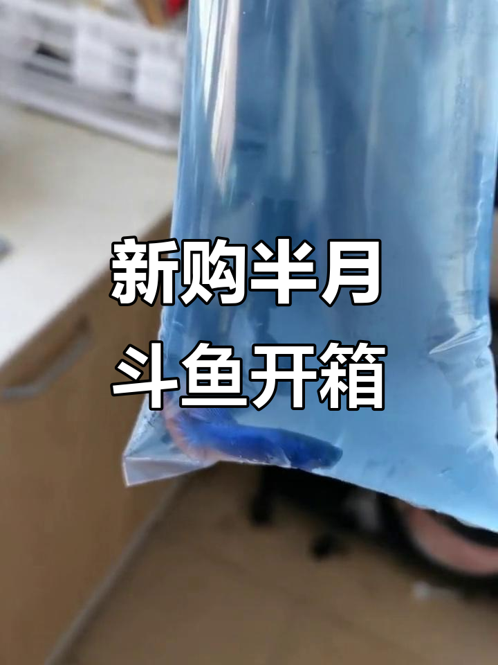 夏季斗鱼大采购,橙蓝半月母鱼状态超活泼