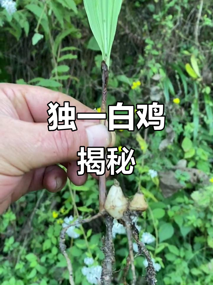 独叶白芨:贵州珍稀药材,价格昂贵