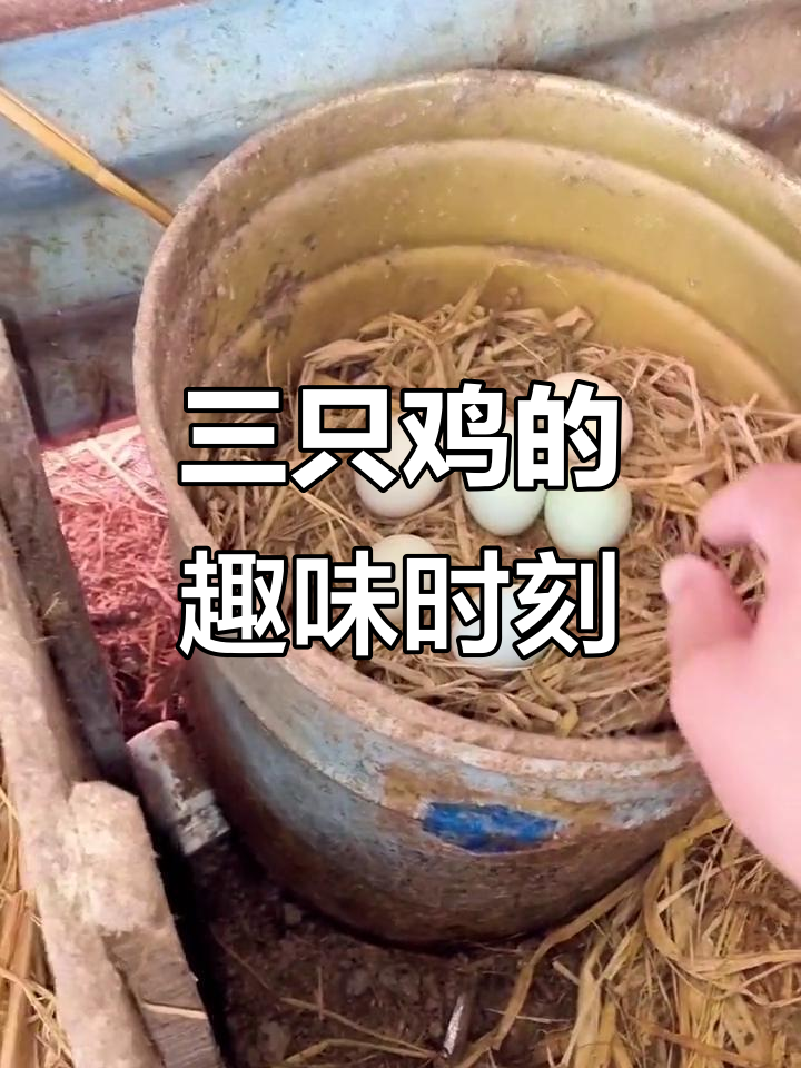 生态放养的三只鸡,搞笑瞬间大合集