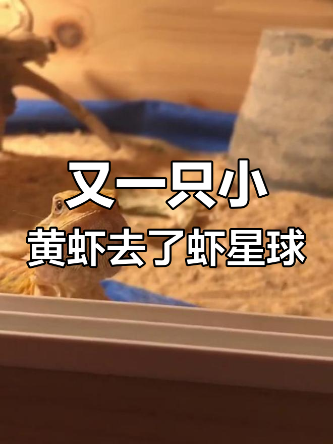 小黄虾又去虾星球了,五块钱一口的哥斯拉美食