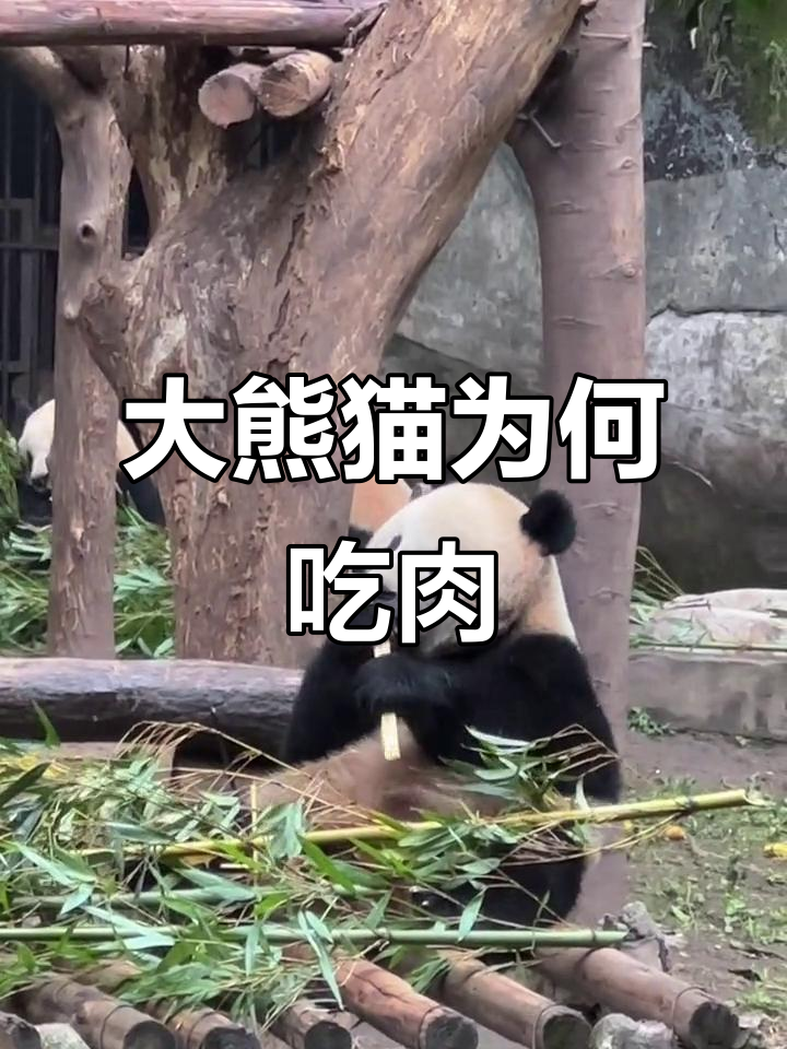 大熊猫的食肉历史与演变，原来它曾经是“猫熊”